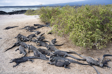 Galapagos-Tiere60.jpg
